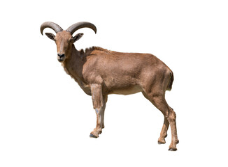 Barbary Sheep standing proudly with its curved horns, showcasing the strength and elegance of a wild mountain dweller.
