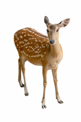 Graceful Spotted Deer standing alert with elegant white spots on its brown coat.