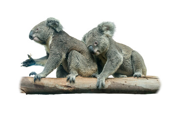Two Koalas resting together on a tree branch, showcasing their fluffy grey fur and relaxed behavior.