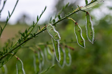 Cytisus scoparius pods hanging from a branch with lush green background in a natural setting