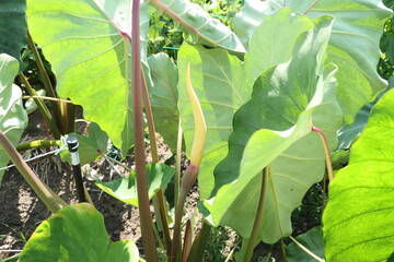 （横位置）サトイモの花