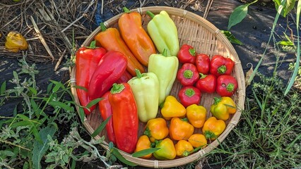 パプリカの収穫