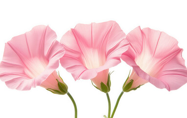 Fototapeta premium Three pink bindweed flowers isolated on transparent background