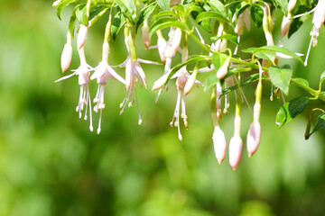 Flowering Fuchsia (Fuchsia magellanica alba), Evening Primrose family (Onagraceae). August, Dutch garden.	