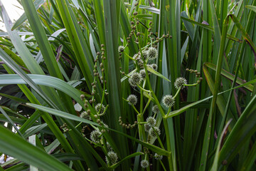 Sparganium bur-reed thriving in its natural wetland habitat showcasing unique flowering structures among lush greenery during summer