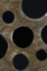 Abstract View of Spherical Voids in a Tan Porous Material with Soft Focus