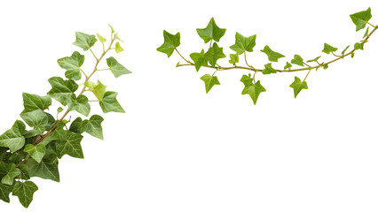 Two green ivy branches on background isolated on a transparent background leaves