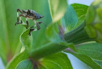 garden bug