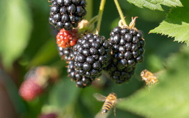 blackberry on a bush