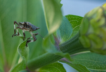 bug on a leaf