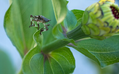 bug on a leaf