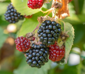 blackberry