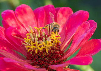 bee on flower