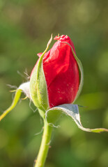 single red rose