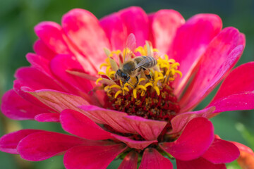 bee on a flower