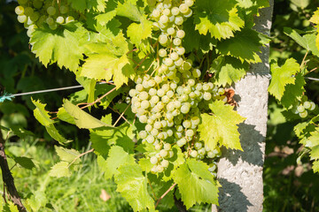 grapes on vine