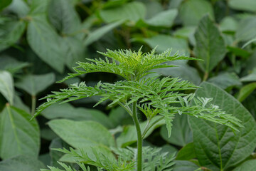 Common ragweed displays distinctive foliage in a lush green environment during late summer...