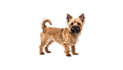 Fluffy brown puppy sitting on a white background