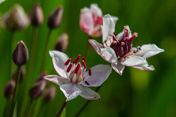 Flowering Rush blooms showcase delicate petals and striking red stamens in a freshwater habitat on...