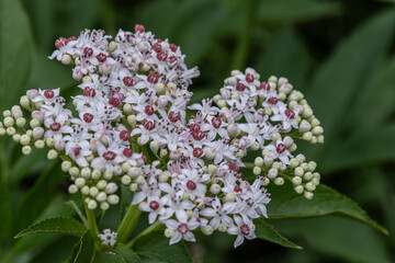 Dwarf elder Sambucus ebulus showcasing clusters of white and pink flowers in a lush green setting during springtime