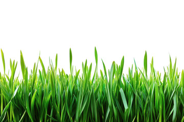 Obraz premium Fresh green grass with dew drops isolated on transparent background