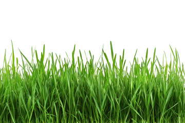 Fototapeta premium Closeup of vibrant green grass blades isolated on transparent background, showcasing natural texture and growth