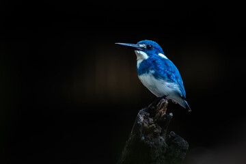 Small Blue Kingfisher on a branch