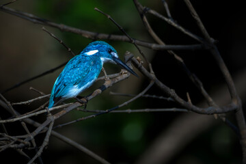 Small Blue Kingfisher on a branch