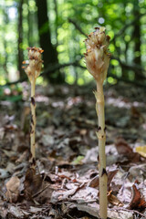 Discovering Monotropa hypopitys the yellow bird s-nest plant thriving in a lush forest during midsummer months