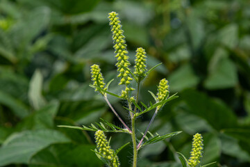Common ragweed plant blooms with yellow flowers in a lush green field during late summer