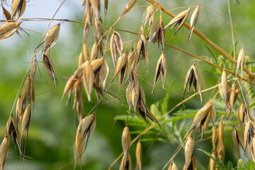 Close-up view of Avena fatua showcasing ripe wild oat seed heads swaying gently in the breeze under...