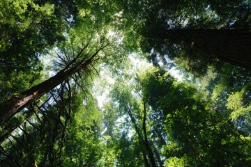 Fototapeta premium Lush forest canopy, sunlight filtering through