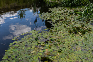Floating habitat of Hydrocharis morsus-ranae in a serene aquatic environment reflecting clouds and greenery