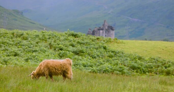 Highlandkuh auf Wiese vor der Ruine von Kilchurn Castle, friedliche Szene im schottischen Hochland mit Blick auf die historische Burgspitze im Hintergrund