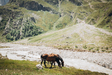Two brown horses graze on a mountain pasture in the Ullu-tau mountains, Kabardino-Balkaria. 2026 year of the horse