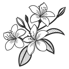 vector illustration of lily flower