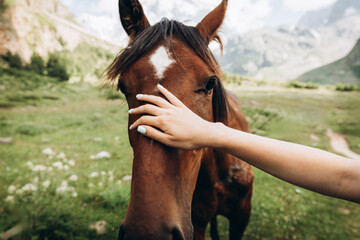 Female hand stroking head of brown horse. Close-up portrait of horse. Concept of tenderness and care for animals