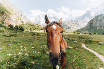 Beautiful brown horse eating grass against the backdrop of snowy mountains. Ullu-Tau mountain