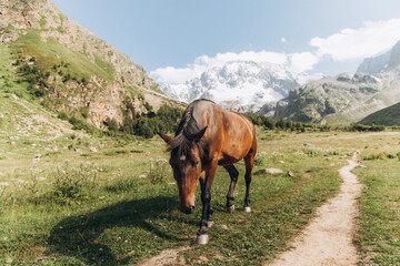 Beautiful brown horse eating grass against the backdrop of snowy mountains. Ullu-Tau mountain