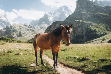 Beautiful brown horse eating grass against the backdrop of snowy mountains. Ullu-Tau mountain