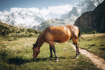 Beautiful brown horse eating grass against the backdrop of snowy mountains. Ullu-Tau mountain