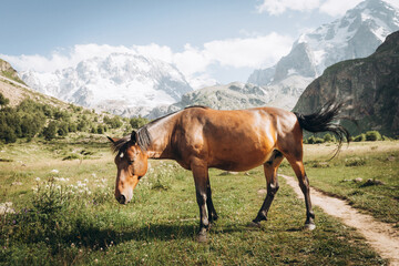 Beautiful brown horse eating grass against the backdrop of snowy mountains. Ullu-Tau mountain
