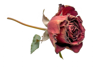 A single dried red rose with a long stem and green leaves, isolated on a transparent background, symbolizing decay and the passage of time