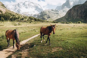 Two brown horses graze on a mountain pasture in the Ullu-tau mountains, Kabardino-Balkaria. 2026 year of the horse