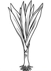 Leek coloring page