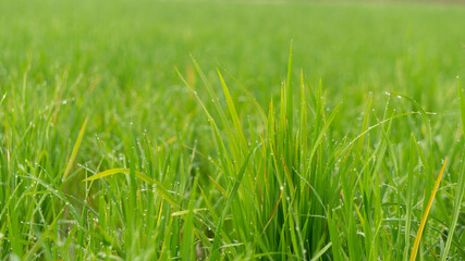 Vibrant Green Blades with Sparkling Dew Drops: Nature's Freshness