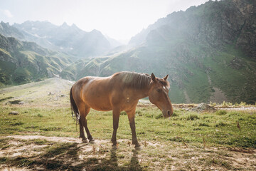 Beautiful brown horse eating grass against the backdrop of snowy mountains. Ullu-Tau mountain