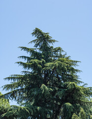 Tall, lush green coniferous Himalayan Cedar, Cedrus Deodara (Deodar Cedar, Himalayan Cedar) standing against clear blue sky. Tree has dense canopy with multiple layers of branches extending outward
