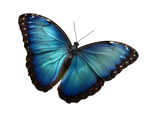 Iridescent Blue Butterfly in Tropical Rainforest