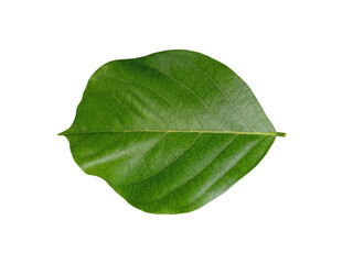 Obraz premium Top view close up green leaf isolated on white background. Green leaf white background.